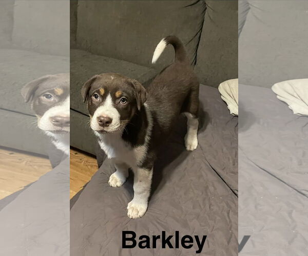 Medium Photo #1 Labsky Puppy For Sale in Topeka, KS, USA
