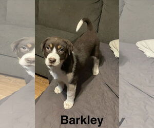 Labsky Dogs for adoption in Topeka, KS, USA