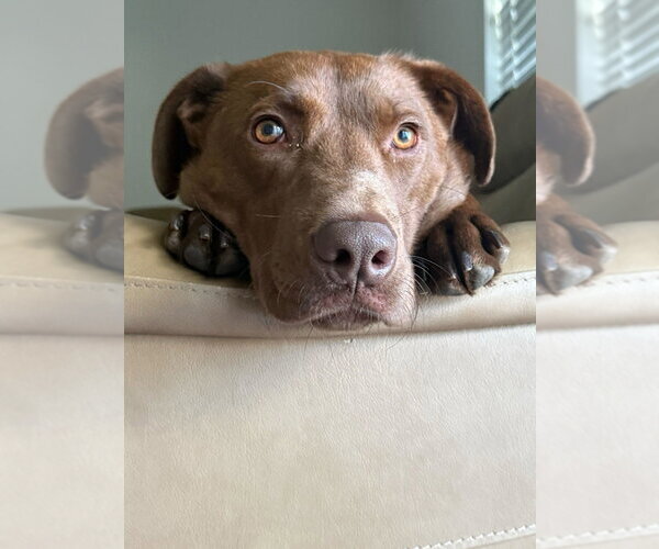 Medium Photo #5 Labrador Retriever-Unknown Mix Puppy For Sale in Greenbelt, MD, USA