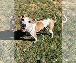 Cricket - Male American Staffordshire Terrier-Eurasier Mix Dog for Adoption - Small photo