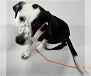 Pointer Dogs for adoption in Temple, TX, USA