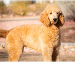 Small Photo #7 Poodle (Standard) Puppy For Sale in PEYTON, CO, USA