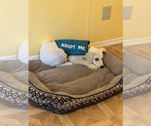 Medium Photo #3 Labrenees Puppy For Sale in Crossville, AL, USA