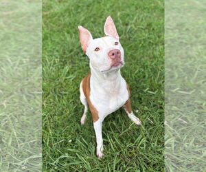 American Pit Bull Terrier-Unknown Mix Dogs for adoption in Virginia Beach, VA, USA
