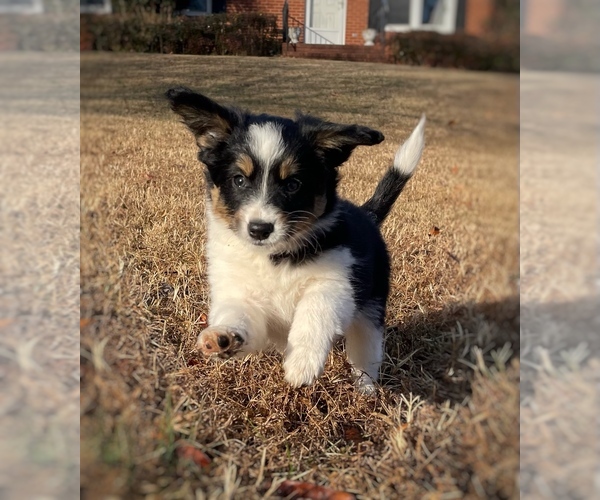 Medium Photo #3 Border Collie-Papillon Mix Puppy For Sale in CULPEPER, VA, USA