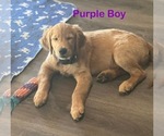 Puppy Purple Collar Golden Retriever
