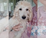 Puppy 2 Poodle (Standard)