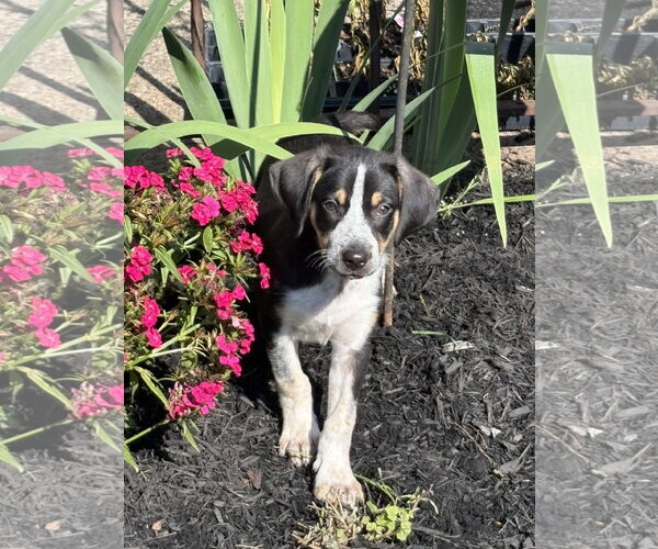 Medium Photo #2 Australian Shepherd-Coonhound Mix Puppy For Sale in Parker Ford, PA, USA