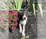 Small Photo #2 Australian Shepherd-Coonhound Mix Puppy For Sale in Parker Ford, PA, USA