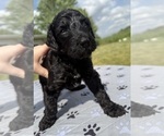 Small Photo #52 Goldendoodle Puppy For Sale in HOWARD CITY, MI, USA