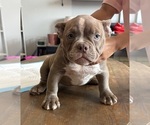 Small #5 American Bully