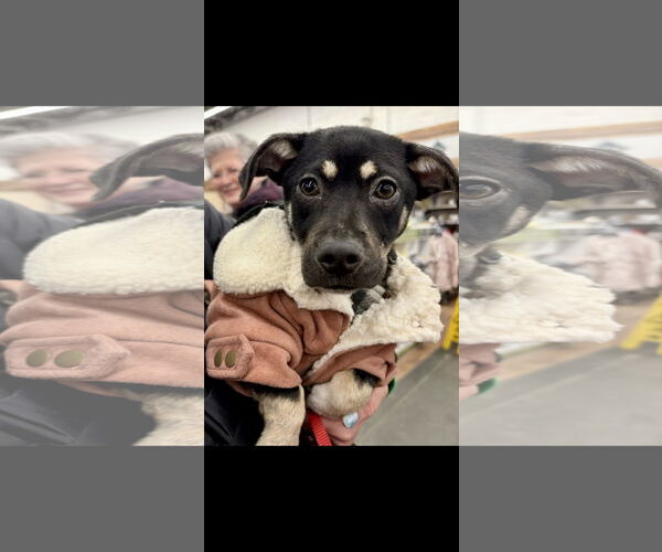 Medium Photo #2 Chihuahua-Unknown Mix Puppy For Sale in NYC, NY, USA