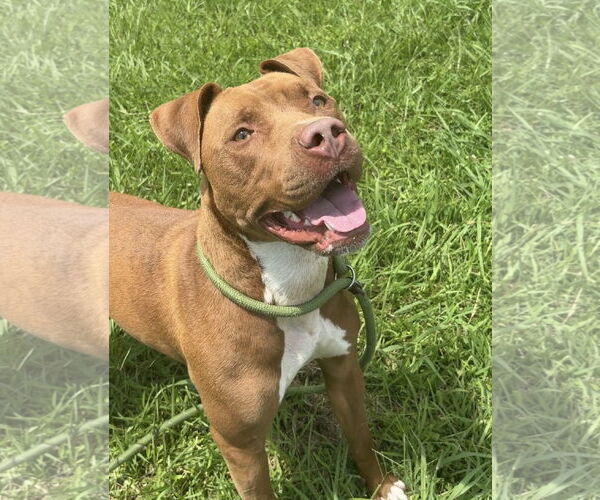Medium Photo #3 American Pit Bull Terrier-Unknown Mix Puppy For Sale in Virginia Beach, VA, USA