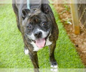 American Boston Bull Terrier Dogs for adoption in Tallahassee, FL, USA
