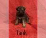 Small Photo #8 German Shepherd Dog Puppy For Sale in PARIS, TX, USA