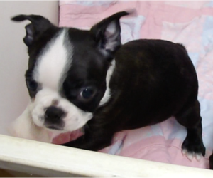 Boston Terrier Puppy for sale in CRKD RVR RNCH, OR, USA