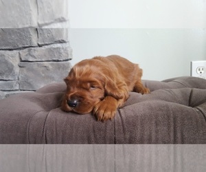 Irish Setter Puppy for sale in CALEDONIA, MI, USA