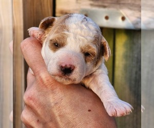 Poodle (Miniature) Litter for sale in HOAGLAND, IN, USA