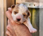 Image preview for Ad Listing. Nickname: Litter of 2