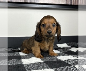 Dachshund Puppy for sale in FRANKLIN, IN, USA