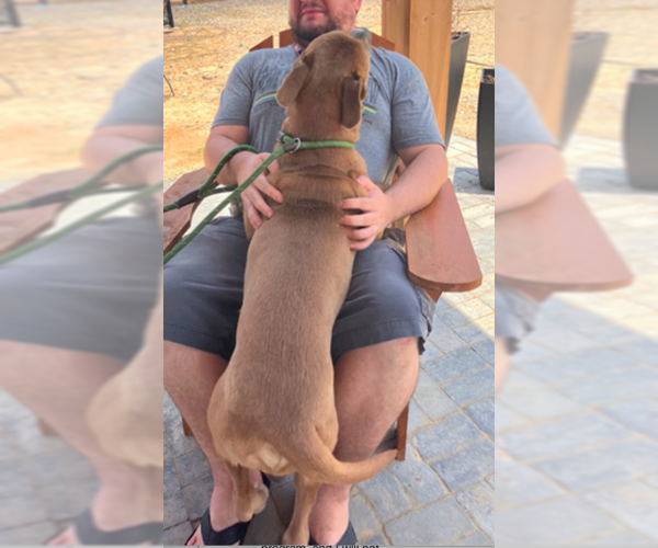 Medium Photo #7 Black Mouth Cur-Unknown Mix Puppy For Sale in Decatur, GA, USA