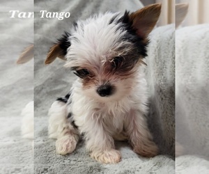 Yorkshire Terrier Puppy for sale in SHAWANO, WI, USA