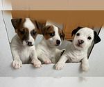 Small Photo #4 Jack Russell Terrier Puppy For Sale in HAYMARKET, VA, USA