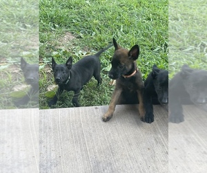 Malinois Puppy for sale in HORNET, MO, USA