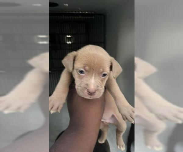 Medium Photo #1 Labrador Retriever-Unknown Mix Puppy For Sale in Houston, TX, USA