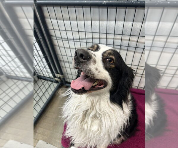 Medium Photo #3 Australian Shepherd Puppy For Sale in Foristell, MO, USA