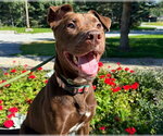 Small #1 Labrador Retriever Mix