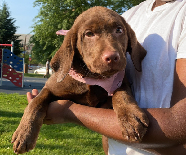 Medium Photo #1 Labrador Retriever Puppy For Sale in NEWARK, NJ, USA