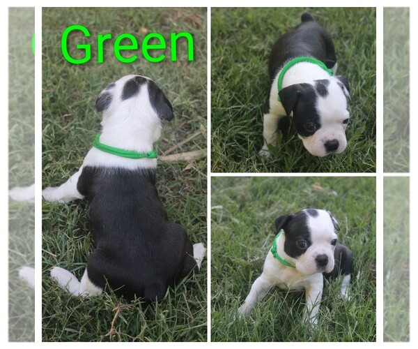 Medium Photo #7 Boston Terrier Puppy For Sale in TARBORO, NC, USA