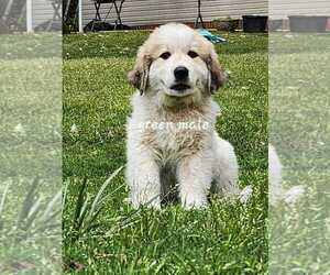Great Pyrenees Puppy for Sale in ROBBINS, North Carolina USA