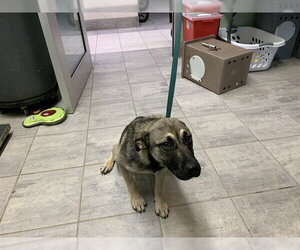 German Shepherd Dog-Unknown Mix Dogs for adoption in Grand Prairie, TX, USA