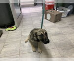 Small German Shepherd Dog Mix