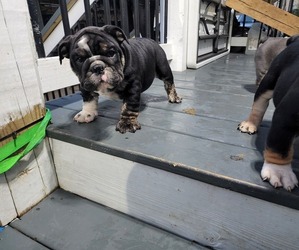 English Bulldog Puppy for Sale in MARIETTA, Georgia USA