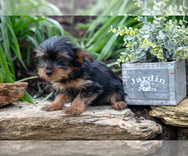 Medium Photo #4 Yorkshire Terrier Puppy For Sale in QUARRYVILLE, PA, USA