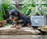 Small #3 Yorkshire Terrier