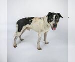 Small #3 Boxer Mix