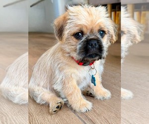 Pug Dogs for adoption in Menifee, CA, USA