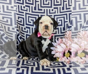 English Bulldog-Olde English Bulldogge Mix Puppy for sale in OXFORD, PA, USA