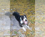 Small #2 American Staffordshire Terrier Mix