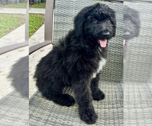 F2 Aussiedoodle Puppy for sale in LAKELAND, FL, USA