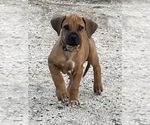 Small #45 Rhodesian Ridgeback