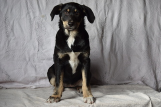 Sheprador Puppy for sale in FREDERICKSBURG, OH, USA