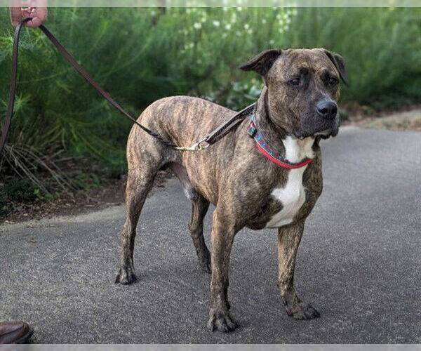 Medium Photo #2 American Staffordshire Terrier-Unknown Mix Puppy For Sale in Raleigh, NC, USA