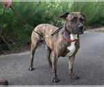 Small #1 American Staffordshire Terrier Mix