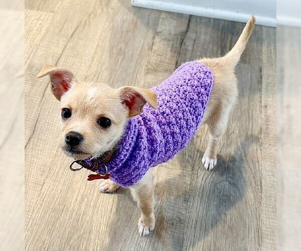 Medium Photo #2 Toxirn Puppy For Sale in Genesee, WI, USA