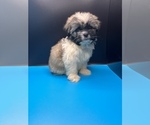 Small Photo #10 Maltipoo-Shih Tzu Mix Puppy For Sale in SAINT AUGUSTINE, FL, USA